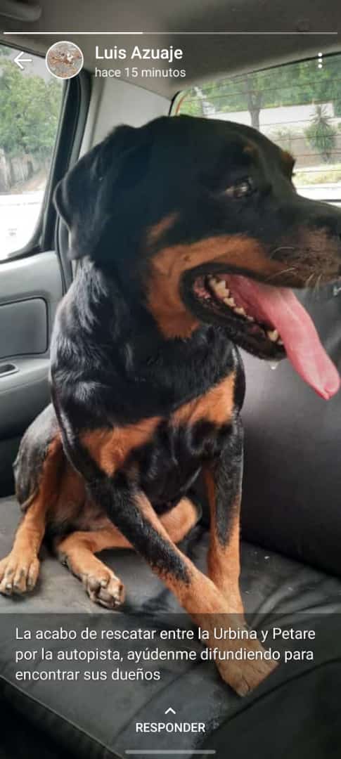 yaracalcagno's tweet image. Difundo caso de terceros. Encontré este perrito abandonado en Ruiz Pineda. No puedo tenerlo, veremos si lo resguardamos por un rato en la casa de mi novio.CON URGENCIA NECESITA UN HOGAR TEMPORAL HOY MISMO
 Comunicarse a este número: 04241257618.