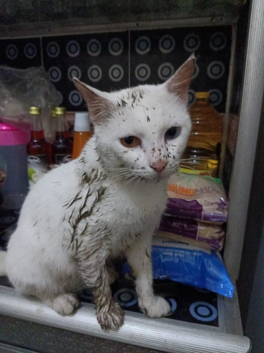 petsfess's tweet photo. kcg! kirain kucing siapa tiba-tiba dateng ternyata kucing sendiri😭😭😭😭😭 https://t.co/pUVaEOBE3f