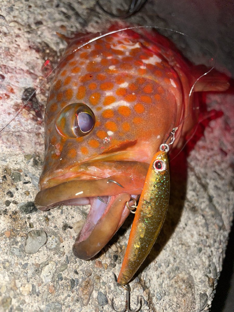 برچسب アコウ در توییتر