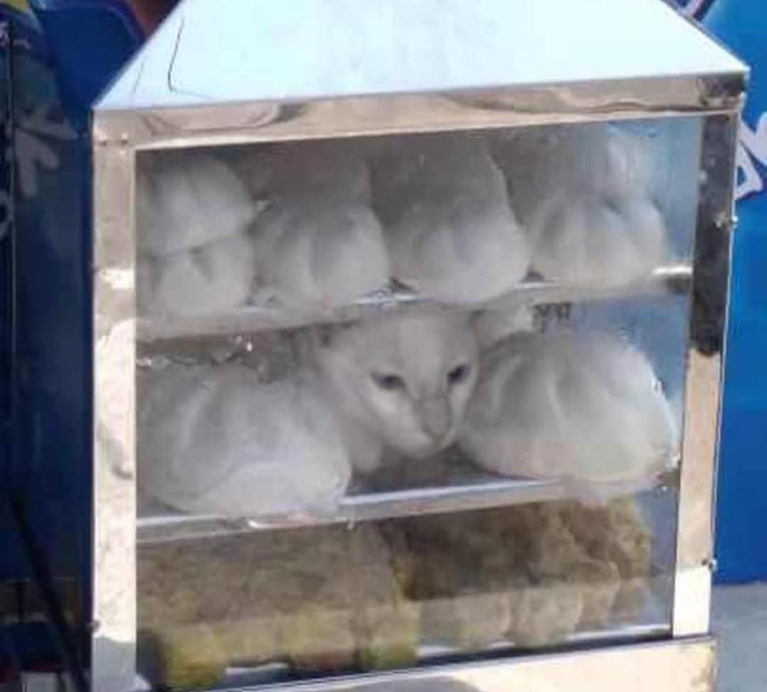 bbigkachu's tweet photo. เป็นการพรางตัวที่สุดยอด เหมือนฝึกมาเป็น10ปีเลย 55555555555555555555 https://t.co/oCSrr9LqsJ