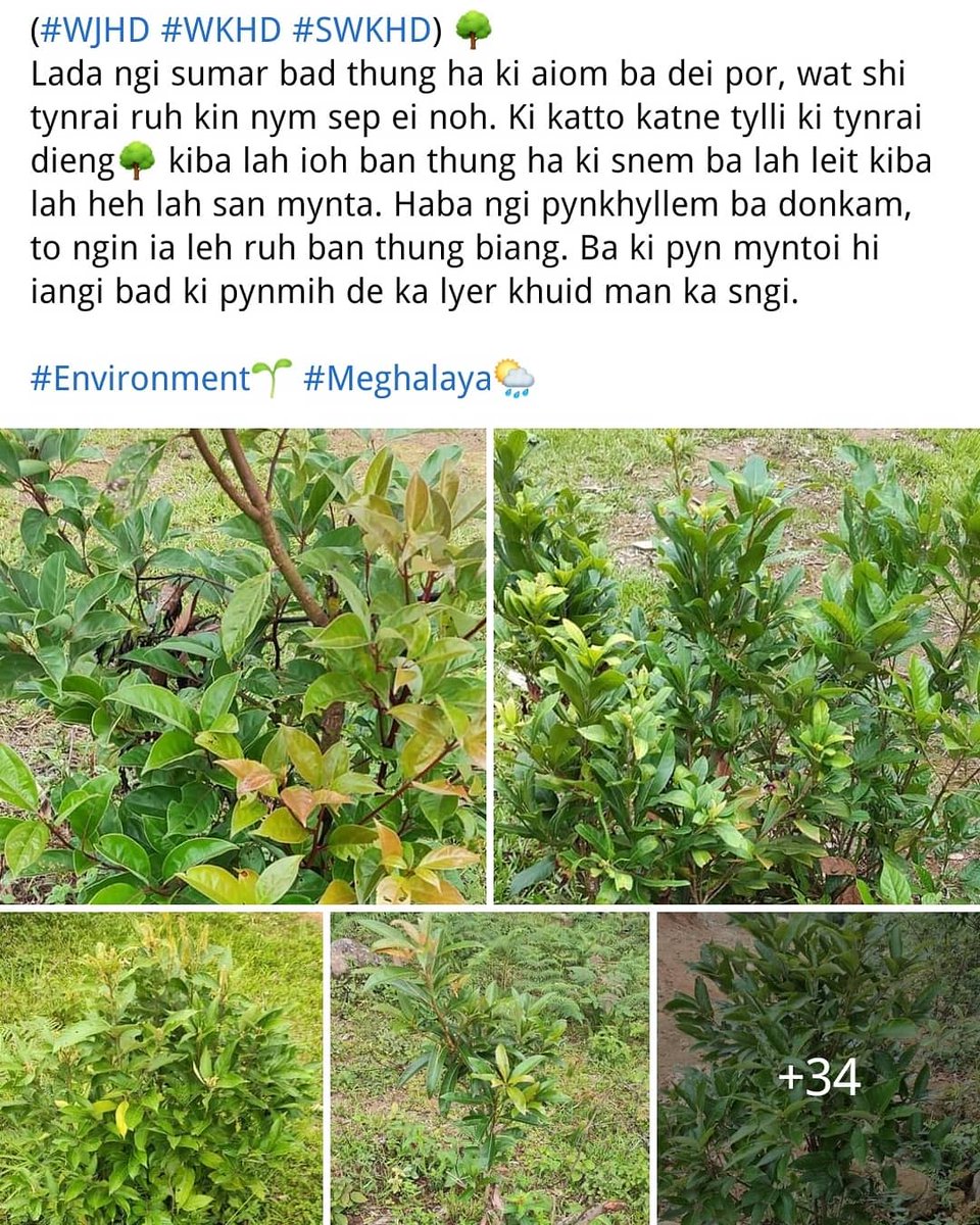 GTFmeghalaya's tweet photo. (#WJHD #WKHD #SWKHD) 🌳
Lada ngi sumar bad thung ha ki aiom ba dei por, wat 1 tynrai ruh kin nym sep ei. Ki katto katne tylli ki tynrai dieng🌳 kiba lah ioh ban thung ha ki snem ba lah leit kiba lah heh lah san mynta. Haba ngi pynkhyllem, to ngin ia leh ruh ban thung biang.🌳 https://t.co/s2vk2AsTPj