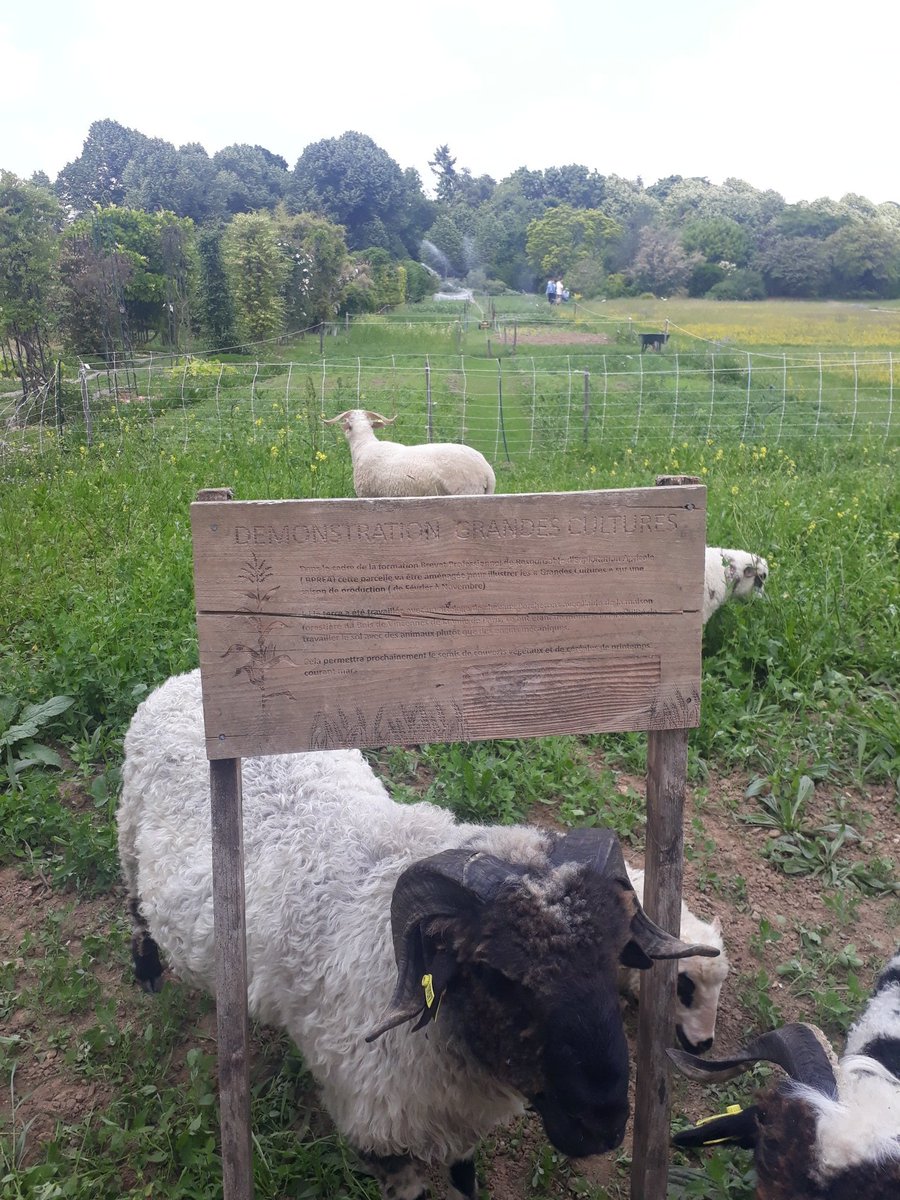 SandersEmmanue1's tweet photo. On a laissé un petit morceau de nos grandes cultures pour les moutons 🤗
Les plus beaux paysages sont les plus divers : animaux, végétaux, cultures, prairies et forêts. Ok à tout ça à l'@EcoleDuBreuil https://t.co/gZIljlfPpS
