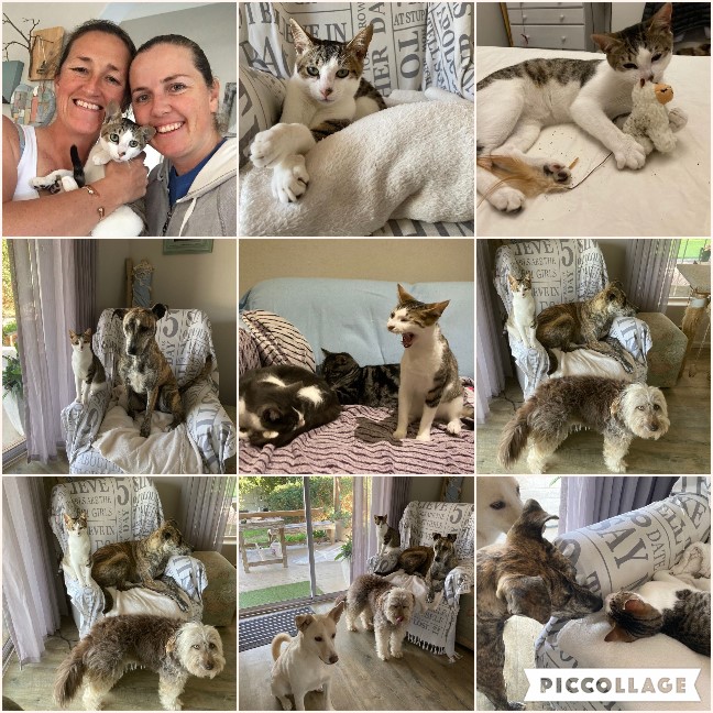 #LEAPS (@helpingthepaw) on Twitter photo A wonderful Happy Homing for little Leo - his mom says he is a little cutie with such an awesome personality 🐾💥🐾
Thank you Dot Skelly for rescuing him
Thank you Anneline Albertyn for fostering him
Thank you Catherine & Peta-Ann Drake-Shutte for giving him his forever home 💫 A wonderful Happy Homing for little Leo - his mom says he is a little cutie with such an awesome personality 🐾💥🐾
Thank you Dot Skelly for rescuing him
Thank you Anneline Albertyn for fostering him
Thank you Catherine & Peta-Ann Drake-Shutte for giving him his forever home 💫