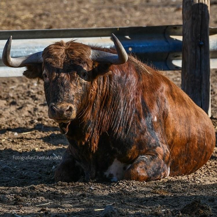 EncierrosP's tweet image. Chema ureña 📸  toro de hermanos García