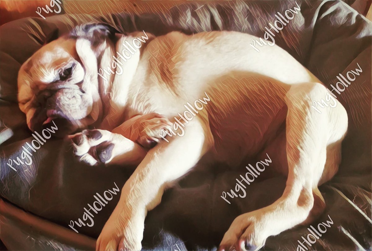 PugHollow's tweet photo. There were bigger Tongue Out Tuesday efforts on display this morning, but none could top Marge's tiny blep. #TongueOutTuesday #TOT #MargeAndInCharge #DogsOfPugHollow #DogsOfInstagram #DogsOfTwitter https://t.co/PWE5ISt7Dx