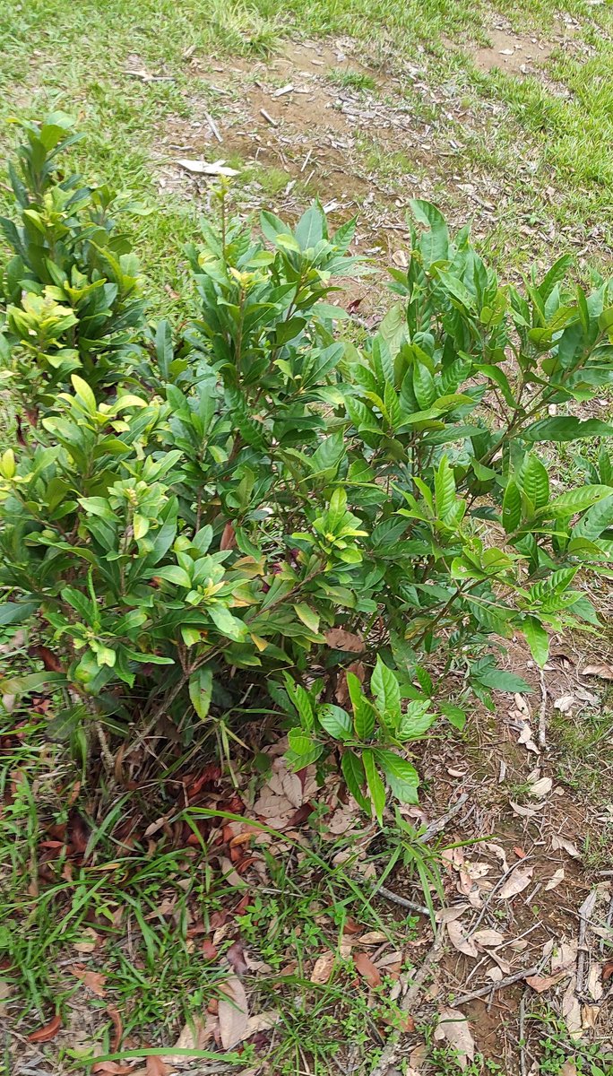 GTFmeghalaya's tweet photo. (#WJHD #WKHD #SWKHD) 🌳
Lada ngi sumar bad thung ha ki aiom ba dei por, wat shi tynrai ruh kin nym sep ei noh. Katto katne tylli ki tynrai🌳 kiba lah thung ha ki snem ba lah leit kiba lah heh lah san mynta. Haba ngi pynkhyllem ba donkam, to ngin ia leh ruh ban thung biang. https://t.co/l2Ge88qF4M