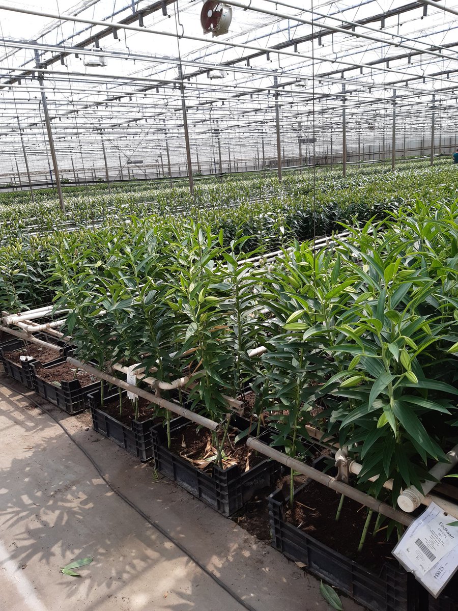 @Luus RFH (klok) tweet media