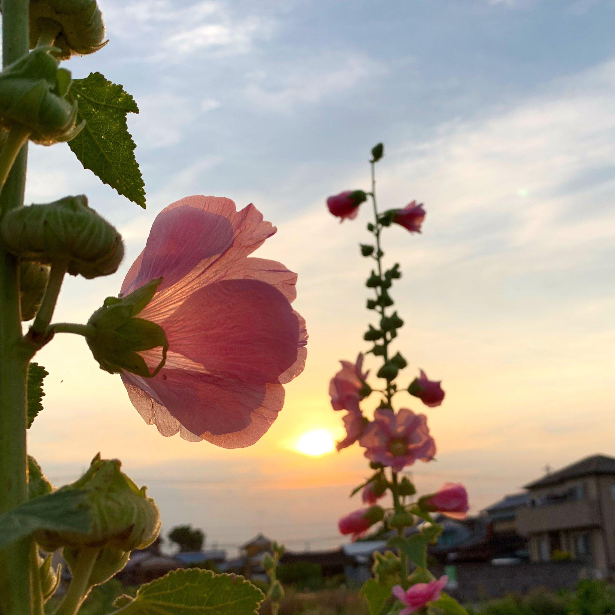 わたこ タチアオイ 立葵 梅雨入りの頃に花が咲きはじめ てっぺんまで花が咲くと 梅雨明けの頃と言われる立葵 ですが いまだ梅雨入りしないわが家地方 沈む夕日に透ける花びらが綺麗でした Flowers 花便り 季節の花 タチアオイ Hollyhock