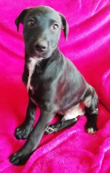 #LEAPS (@helpingthepaw) on Twitter photo My name is Oreo. I am a lab x & about 3 months old and great with dogs & cats. So if you think I am very cute, please contact Michell on 0837347867 or michell@leaps.co.za to adopt or foster to adopt.
PLEASE SHARE TO CARE !!! My name is Oreo. I am a lab x & about 3 months old and great with dogs & cats. So if you think I am very cute, please contact Michell on 0837347867 or michell@leaps.co.za to adopt or foster to adopt.
PLEASE SHARE TO CARE !!!