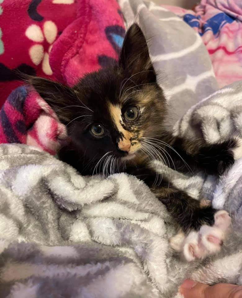 It's raining cats and kittens!☂️🐾🐾

We are trying to save as many as we can, but the vet expenses add up and ourt adoption fees really do not cover what it takes to get a kitten adoption-ready. Could you make a small donation today? For these guys?

texasanimalsociety.org/donations