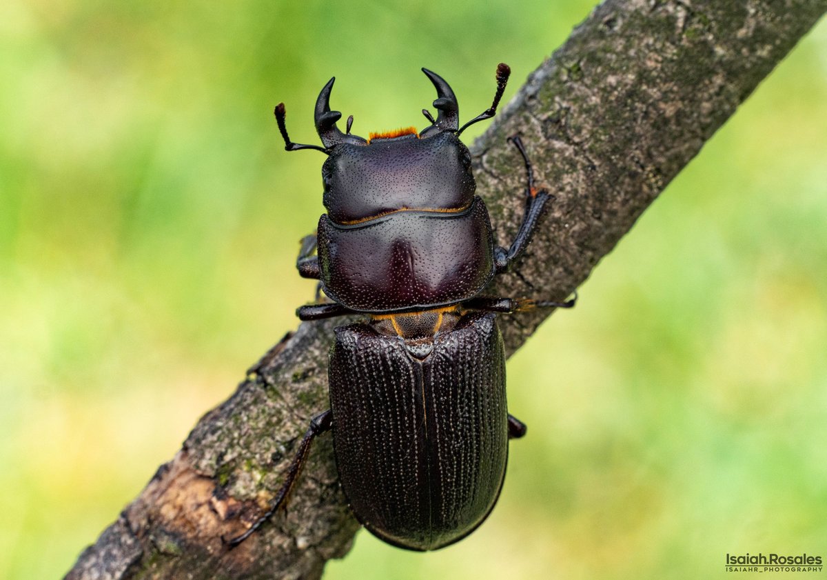 IsaiahRosales's tweet photo. Lesser stag #beetle -- I've been shot once again while cycling! Luckily like the first time hit by a bullet of the six legged variety... whew! Adults feed on dead or rotten wood, while #larvae feed on decaying stumps and logs.  (#Dorcusparallelus) #entomology #insects #wildlife https://t.co/EkuaslAlh2