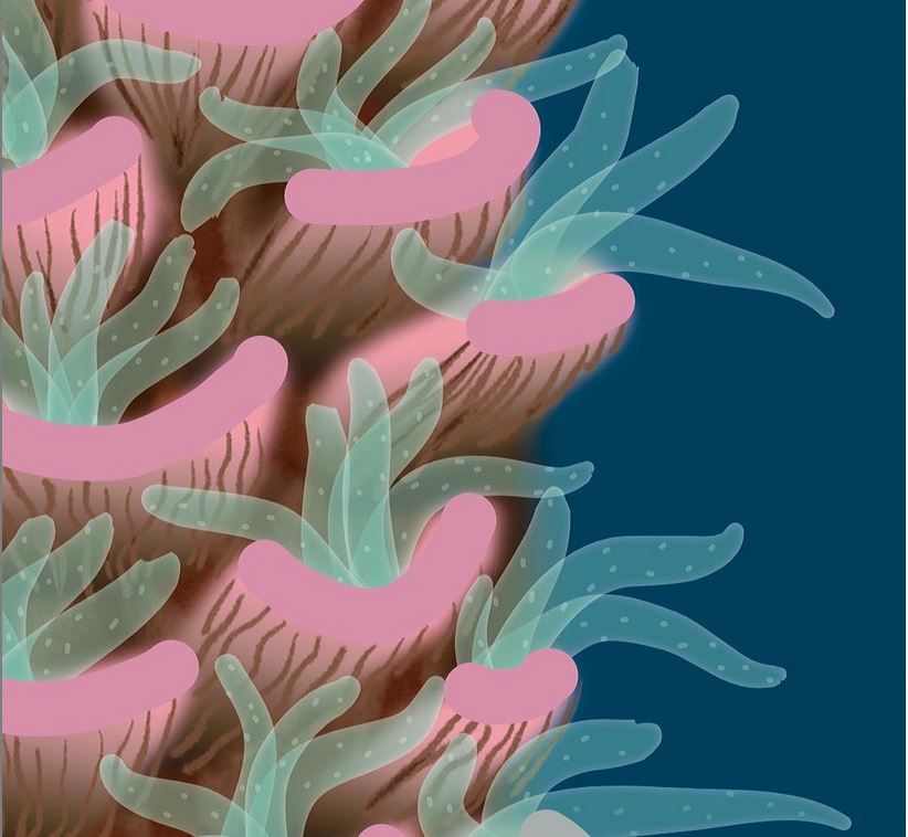 Madi’s illustrations capture the beauty of corals and highlight the importance of palaeoscience in understanding environmental change. You can follow Madi on Instagram @yellow_tailed_tales #SciArt #SciComm