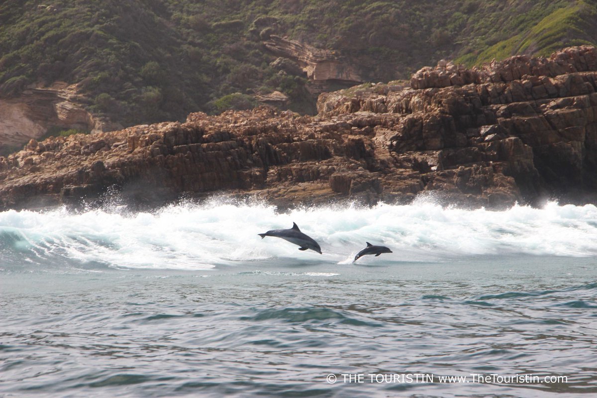 Make every day #WorldOceansDay. What can we do to protect our oceans? Let's inspire each other. 

#TogetherForOurPlanet #Dolphins