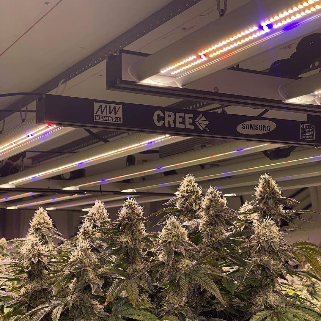 WGREGO202's tweet photo. @opticledgrowlights Big shout out to @flacowatts and his Slim 480H powered grow room here. Looking oh so good under all those Samsung 301H and CreeXPE LEDs! Quality over quantity everytime! π₯π₯π―π― #Slim480H #Samsung301H #CreeXPE #MeanwellDriver #PassivelyCooled #OpticLED https://t.co/G4nAz0oCyF