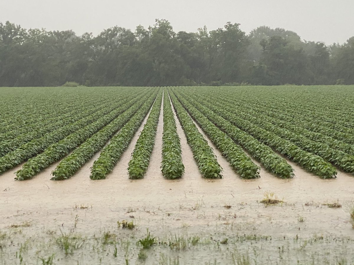 JohnDFarabough's tweet photo. Lots of crop damage showing up as day breaks here in Desha County after 8+ inches of rain fall and high winds. Soybean, rice and cotton fields under water with no place to go and corn laying down in places too. #DeshaCoAg @AgWriterArk https://t.co/8G6a3V3Bvf