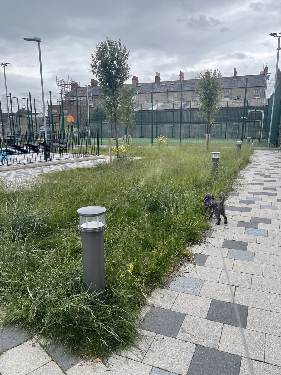 Visionworks Television (@visionworkstv) on Twitter photo Donegal Pass community centre grounds looking very shabby, grass and weeds. What a shame as this is a great facility. <a href="/belfastcc/">Belfast City Council</a> <a href="/DPCForum/">DPC Forum</a> <a href="/PaulaJaneB/">Paula Bradshaw MLA</a> Donegal Pass community centre grounds looking very shabby, grass and weeds. What a shame as this is a great facility. <a href="/belfastcc/">Belfast City Council</a> <a href="/DPCForum/">DPC Forum</a> <a href="/PaulaJaneB/">Paula Bradshaw MLA</a>
