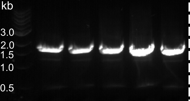 **comes home to write thesis**

mum: are you secretly working for the government? 

me: no, why?

mum: then why do you have pictures of UFOs?

I'm crying 😂