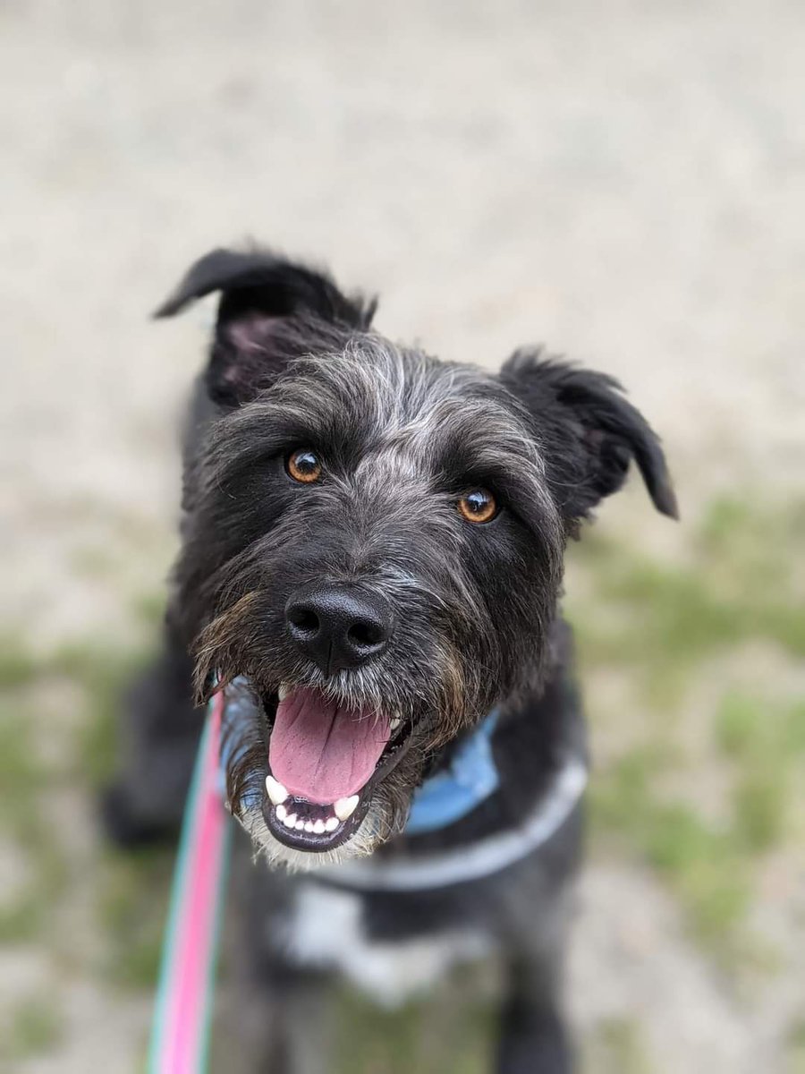 Meet Brody who was surrendered due to a change in the owners circumstances. Brody was born Jan 2020 and is a Patterdale Terrier x Border Collie. He needs an active home with no other pets and kids should be 12+. Please email ashlm@eircom.net including your phone no if interested.