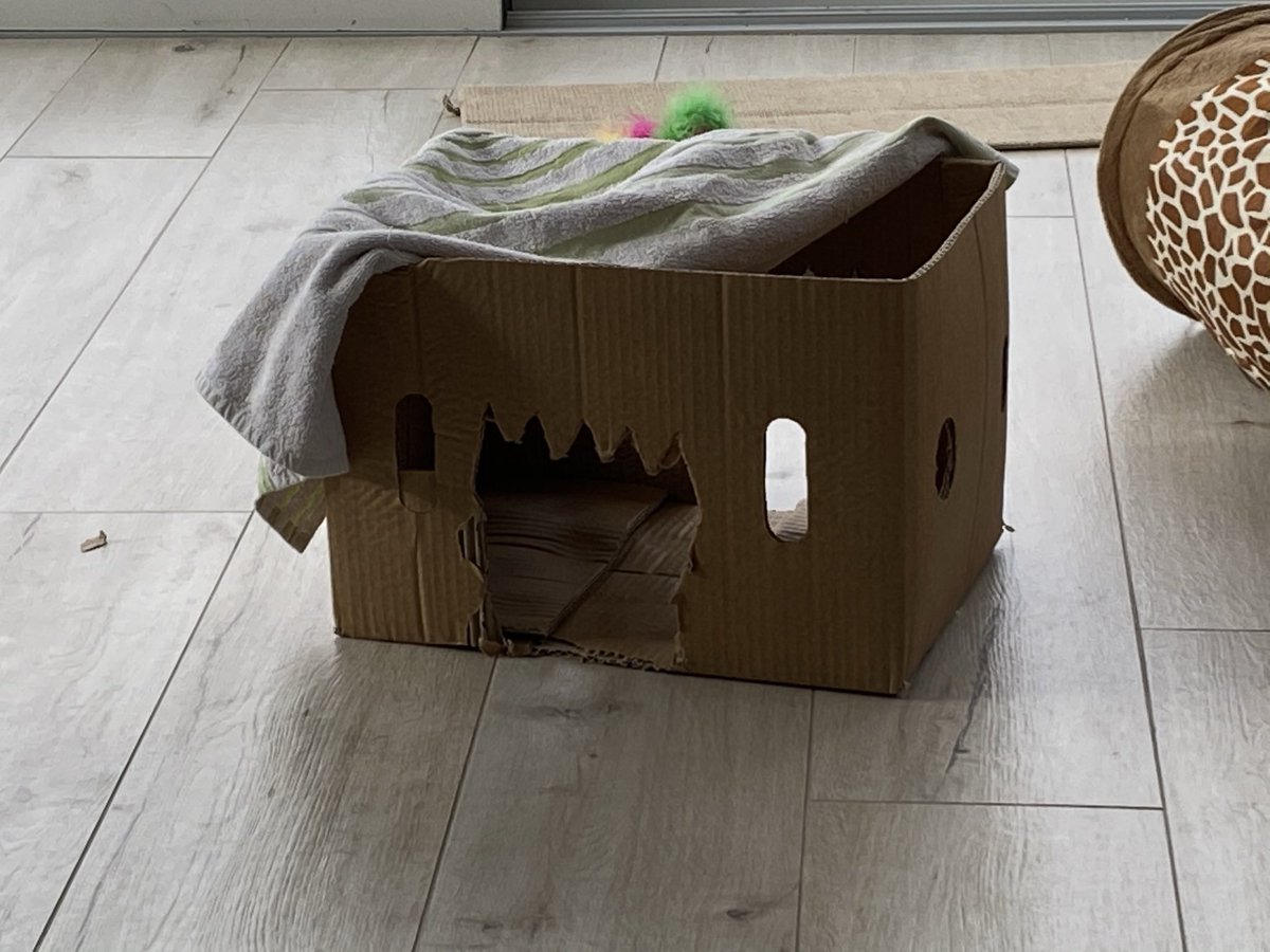 AliceChauCat's tweet photo. Such a simple and cute environment enrichment measure. 😽😽😽Perfect way to use up all the cardboard boxes lying around from online shopping! 🛍🛒 #CatBehaviour #Cattitude #CatFriendlyHome #CatsOfTwitter https://t.co/RTExrPneLT