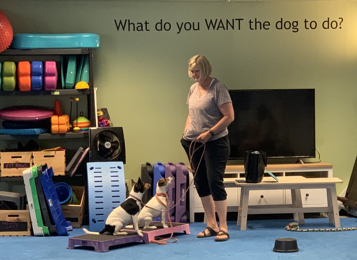 brooksidepet's tweet image. Stella and Ollie clearly adore working for Elizabeth! They are always fun in rally class.