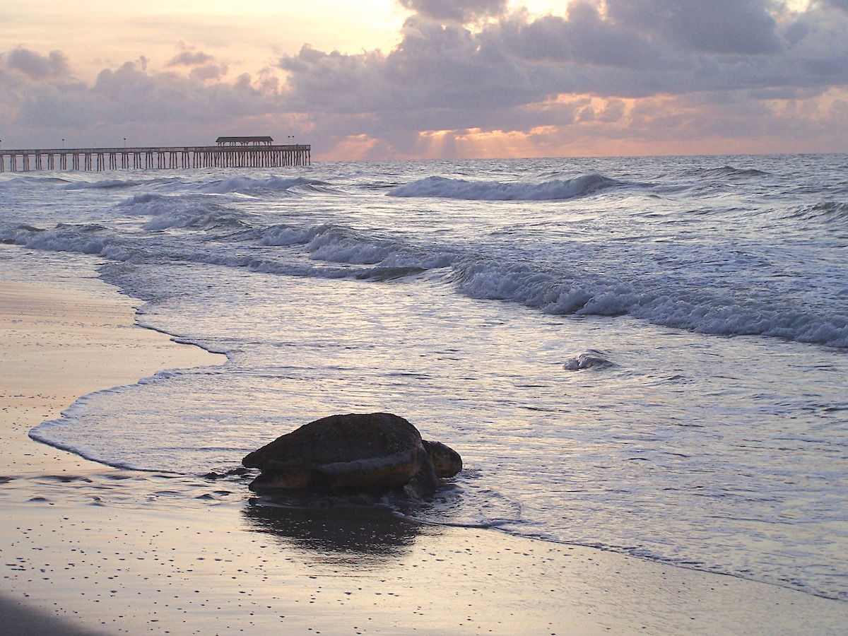 CCMFLive's tweet photo. Happy World Ocean's Day! Make sure you do your part to leave Myrtle better than you found her after the fest this weekend. Who's already down here?! See y'all in a couple days. #CCMFLive #CCMF2021 #OceansDay ๐ท: mymyrtlebeach https://t.co/Dn4EUbGg0c