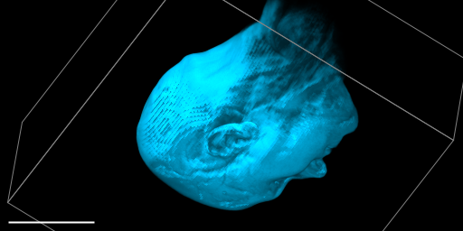jmutterer's tweet photo. Thanks to talking again with @OICE_Imaging's Benjamin Schmid this morning at #ome2021, I can now invoke #3DScript over the command line, so it shouldn't be long until you can use it in the @Inkscape/#ImageJ Figure extensions 💙 https://t.co/8w5a6q982B