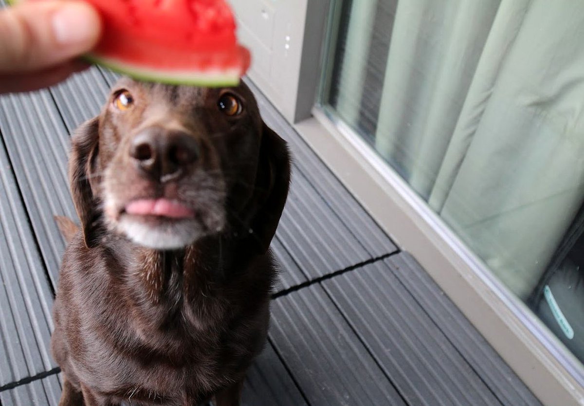 labtested1's tweet photo. That watermelon looks great. 🤤🍉 #TongueOutTuesday #melonface https://t.co/qwzYlvfMVb