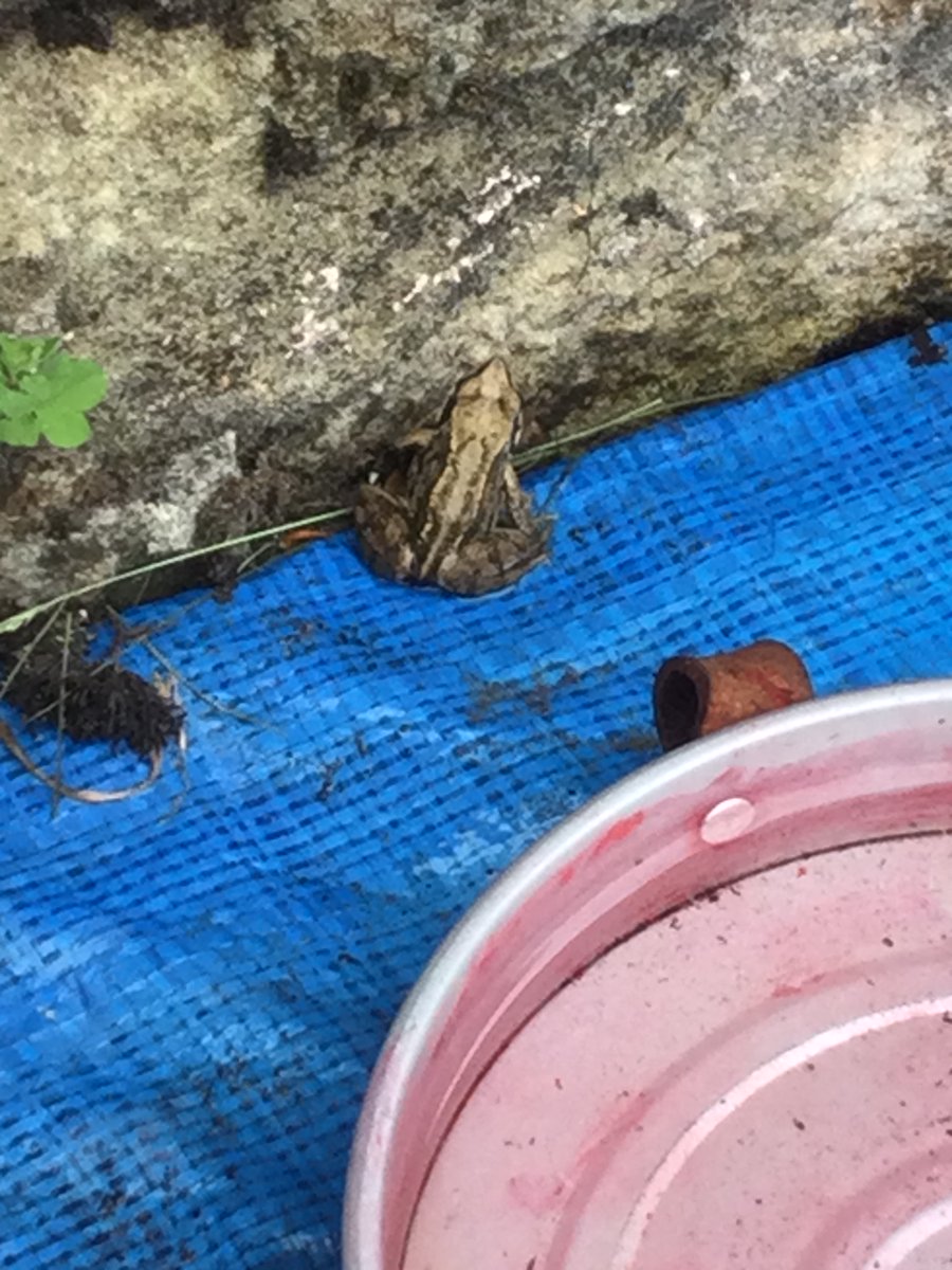 neilston_madras's tweet photo. The blue zone had a visitor to their garden today. The children thought as it was warm the frog might like some water. We filled a metal container so the frog could take a dip #exploringourenvironment #outdoorlearning https://t.co/K30jZ56wD2