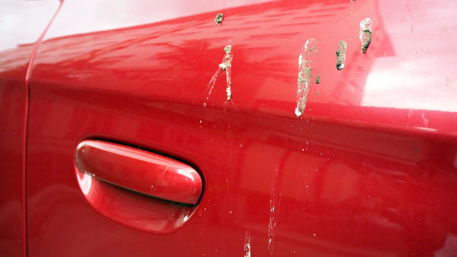 MiniCityAutoNC's tweet image. #PaintProtectiontTip: Splatter bugs, bird droppings and tree sap all have chemical compounds that will damage your vehicles paint job over time.