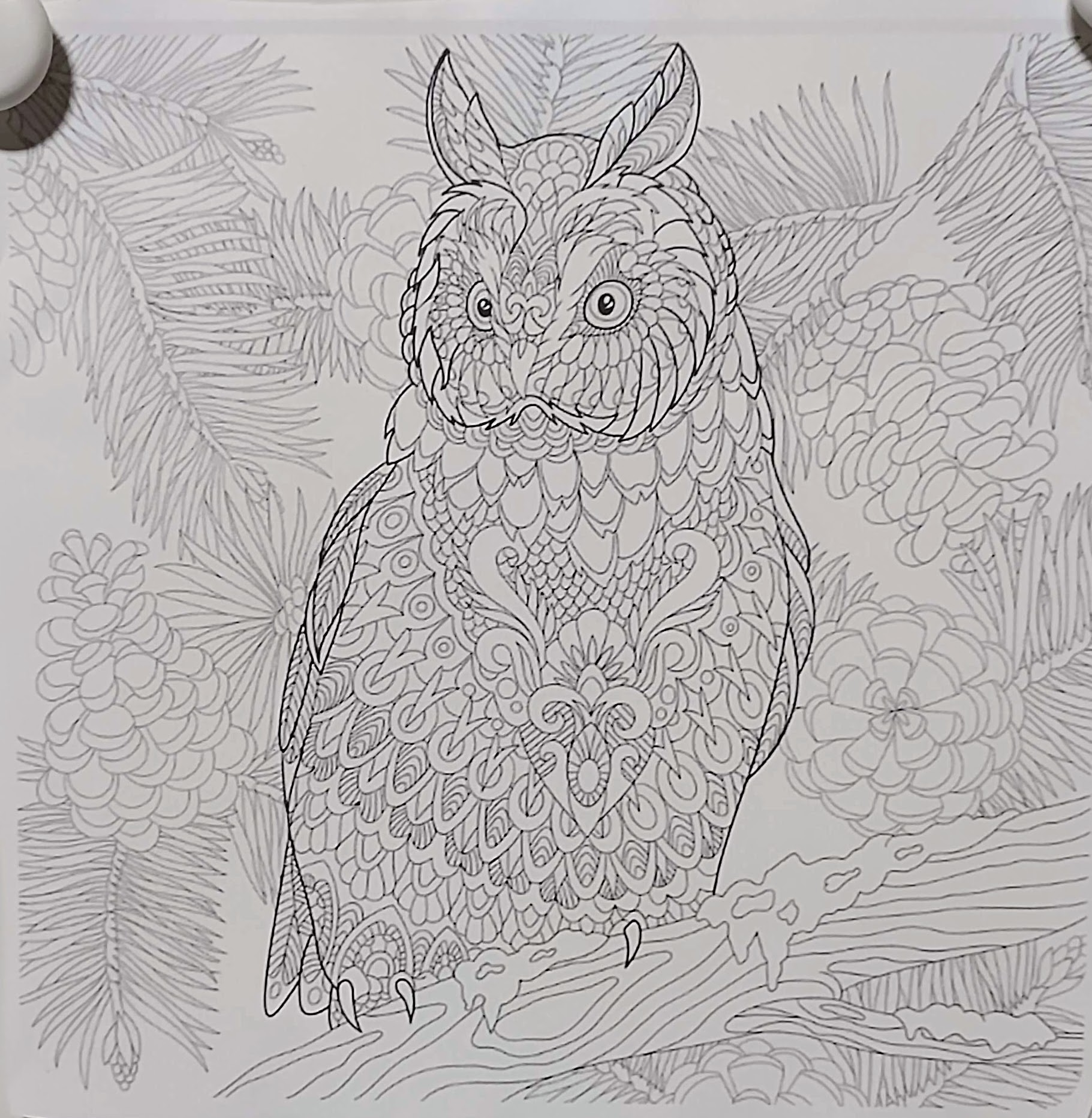 Strega Amino On Twitter ふくろうのぬり絵 途中経過 次女取組中 18日前から毎晩コツコツと塗っている 母と長女から よくそんな細かいの毎日出来るよね 私たちは無理 と言われながらもやっている う ん誰に似たんだろう いつ終わるかな ぬり