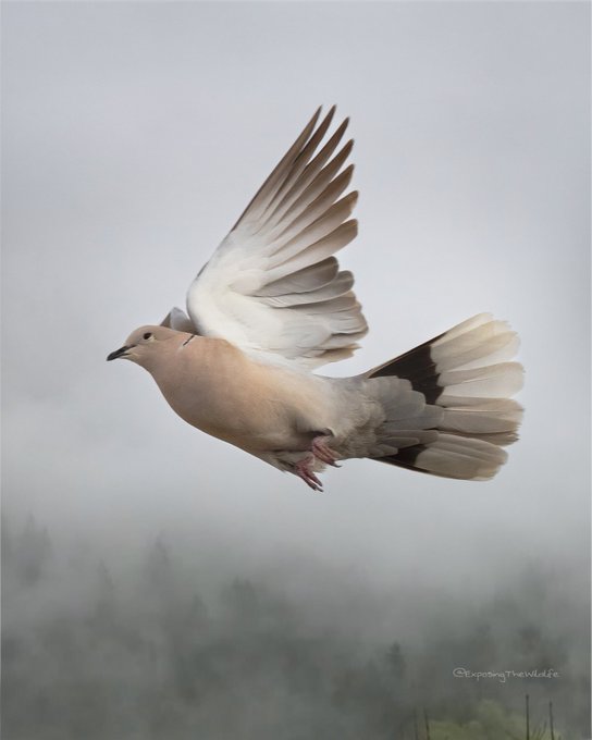 Don&rsquo;t let the fog of a bad day dim your light. Keep flying towards your sunshine. 🤍 #TwitterNatureCommunity<a href="/tag/birdphotography"class="tags"><span>#birdphotography</span></a><a href="/tag/twitternaturecommunity"class="tags"><span>#twitternaturecommunity</span></a>