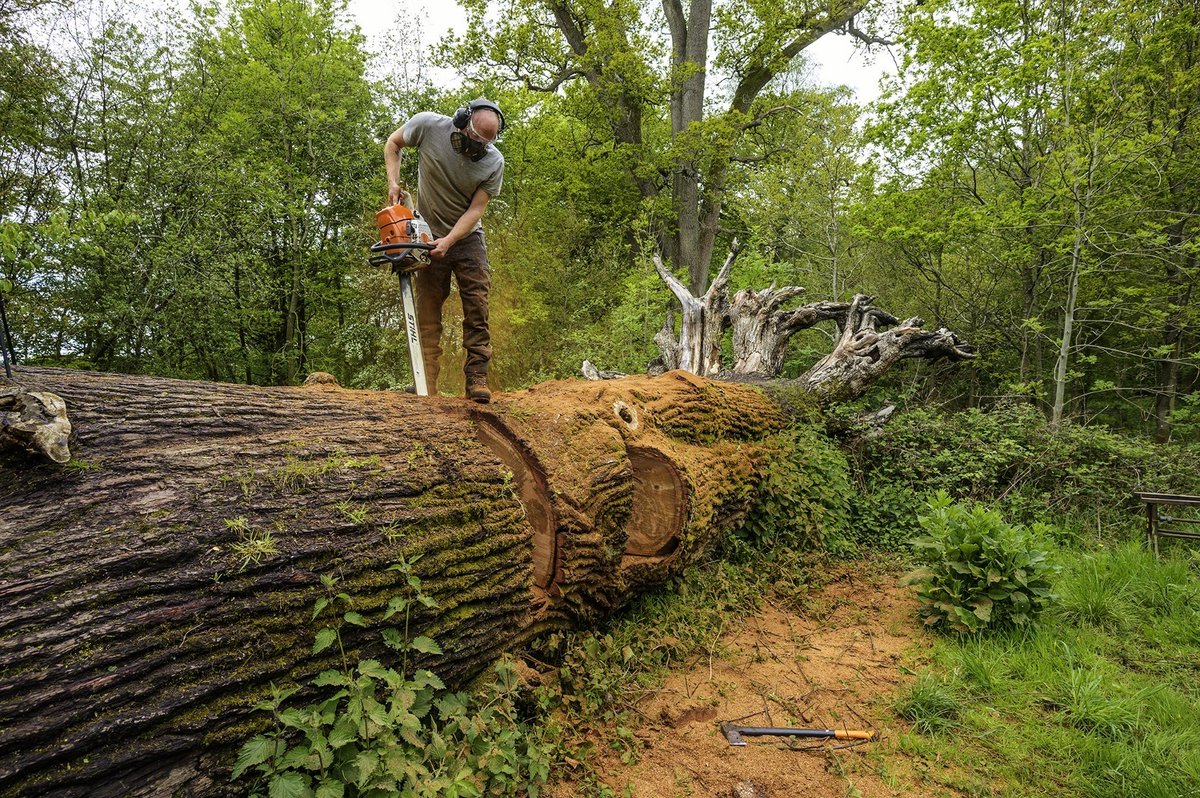 Blenheim's ancient fallen oak tree transformed into bench j.mp/34WQSE7