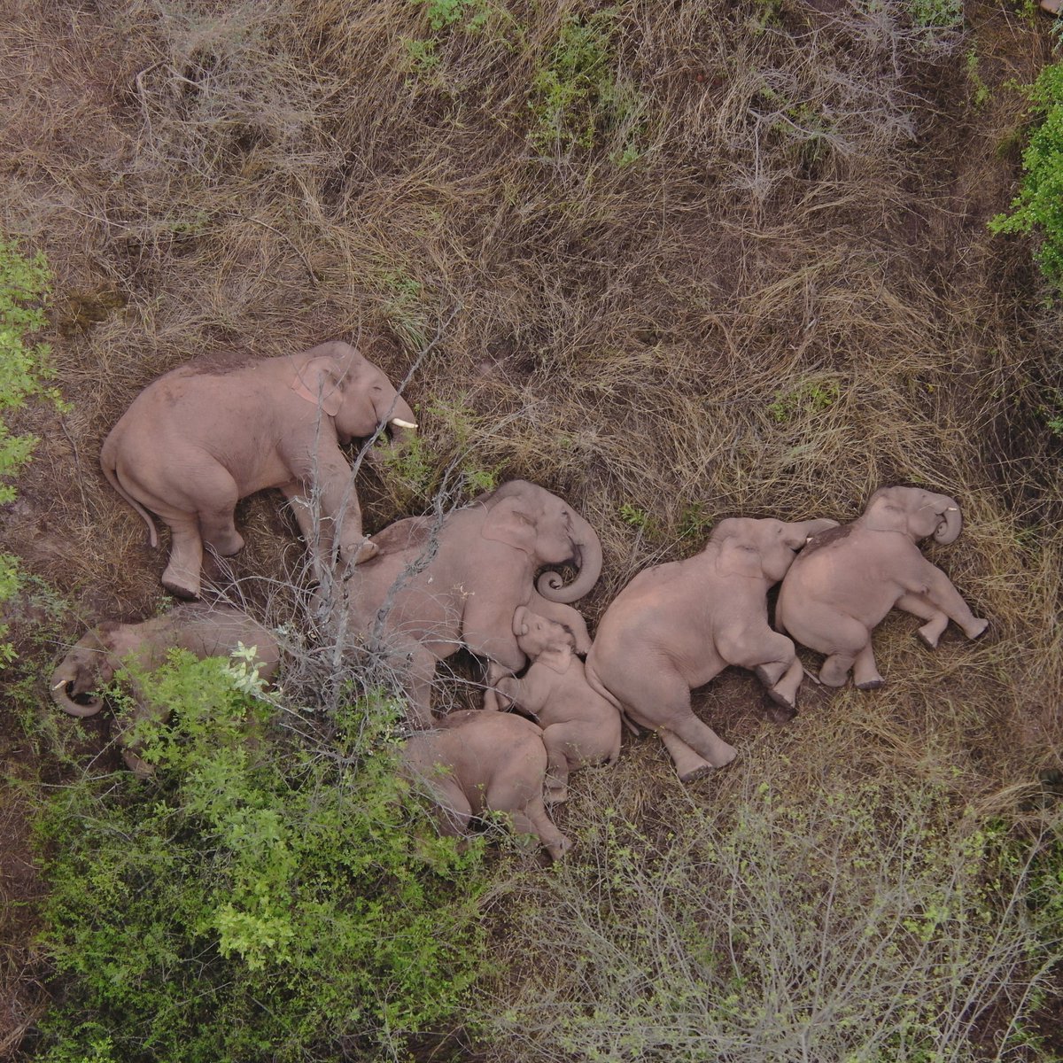 A herd of elephants in China was spotted taking a nap after walking 300 miles off their reserve.

Police blocked roads to stop them reaching cities. Experts say the elephants may have been displaced by humans destroying their forest habitat and "got lost."

📷: China Daily