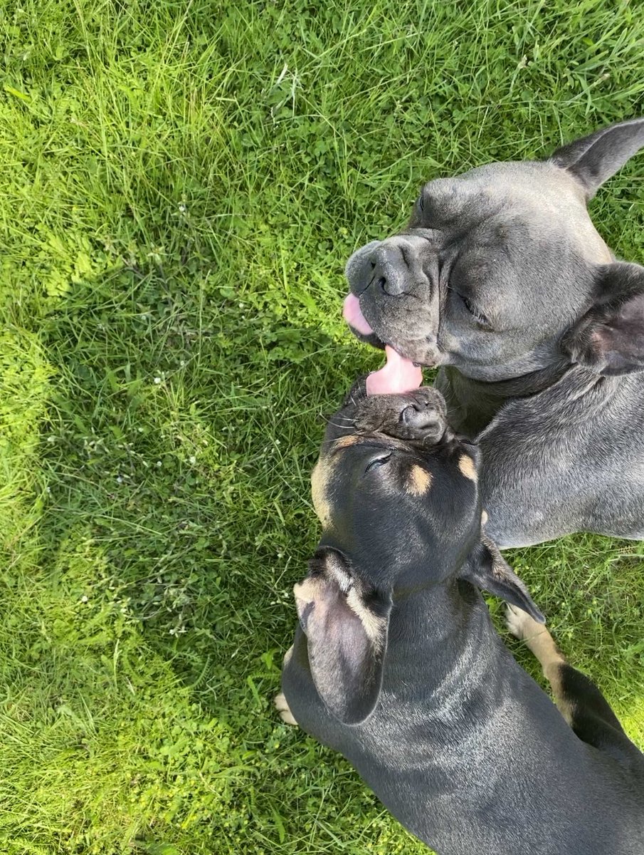 Harper & Stitch Frenchie Boutique tweet media