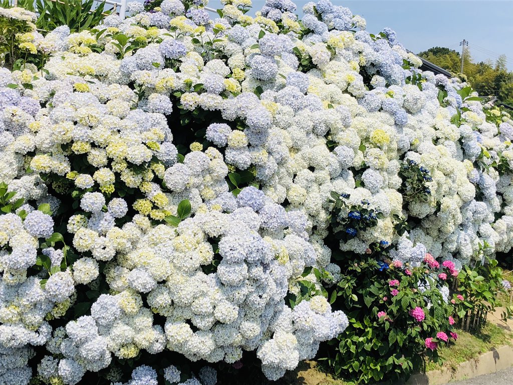 こふじ やすこ 今日は 児島の紫陽花の壁 と言われているスポットに行きました アジサイの花が びっしりとたくさん咲いていて とても見応えがありました 紫陽花の壁は 倉敷市児島の稗田南交差点近くにあります T Co T8naps2anx T