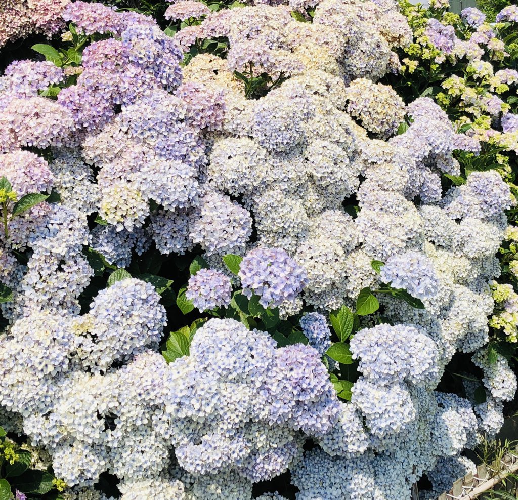 こふじ やすこ 今日は 児島の紫陽花の壁 と言われているスポットに行きました アジサイの花が びっしりとたくさん咲いていて とても見応えがありました 紫陽花の壁は 倉敷市児島の稗田南交差点近くにあります T Co T8naps2anx T