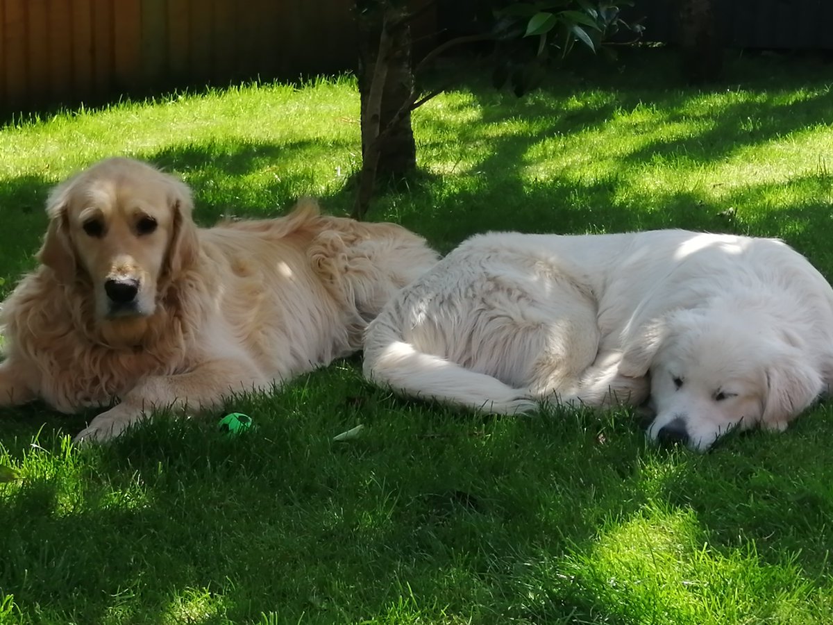 WilfandErnie's tweet photo. Brothers that snooze together, stick together โค๏ธโค๏ธ #Brothers #family #BestFriendsDay #dogs #GoldenRetrievers #dogsoftwitter #shadytree #myboys https://t.co/mAjUgsetTD