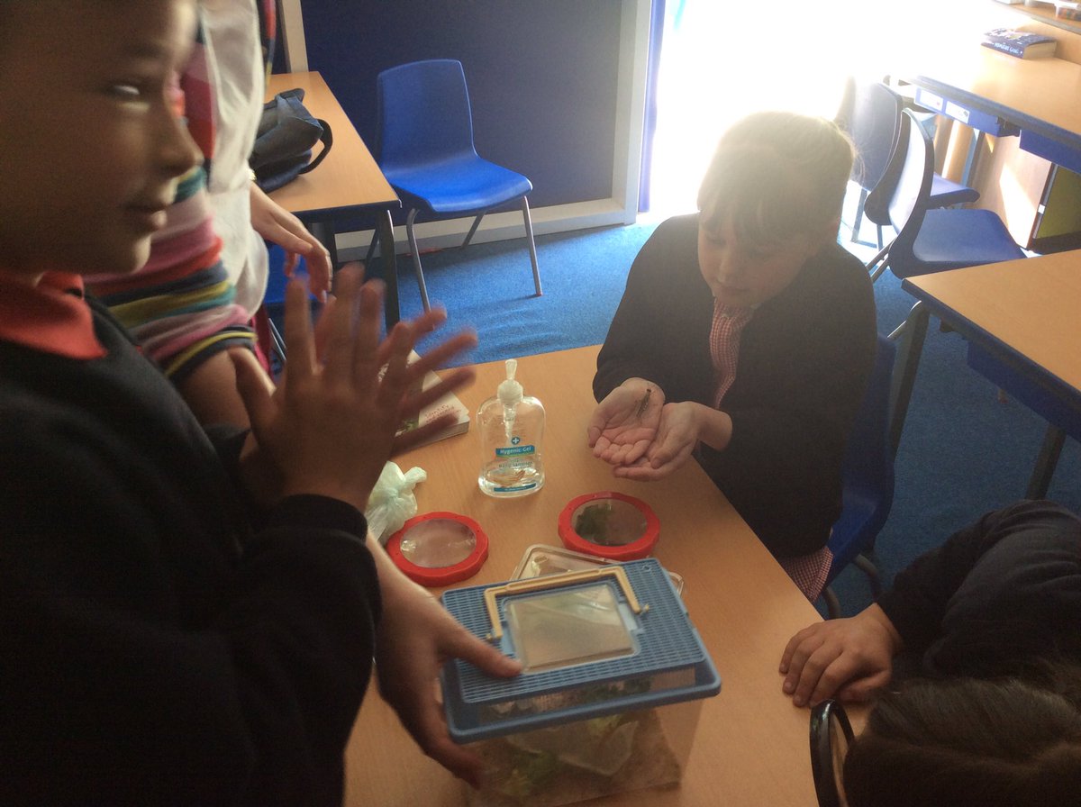 Mrs Forbes, who is a volunteer in Class 4, has brought in some crickets and desert locusts to look at.  The children loved looking at them.  😱