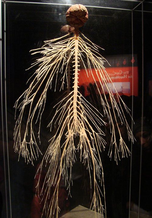 jonreismanMD's tweet photo. this universal pattern. Whether we look inward or outward, we see the same thing.
#medicine #medicinestudent #cardiovascular #medtwitter #medstudent #cardiovasc #vascular #vascularsurgery #vascularhealth #naturalmedicine #plantmedicine #medicinelife #nature #botany https://t.co/sbBcPkKTc1