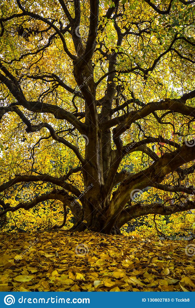 jonreismanMD's tweet photo. this universal pattern. Whether we look inward or outward, we see the same thing.
#medicine #medicinestudent #cardiovascular #medtwitter #medstudent #cardiovasc #vascular #vascularsurgery #vascularhealth #naturalmedicine #plantmedicine #medicinelife #nature #botany https://t.co/sbBcPkKTc1