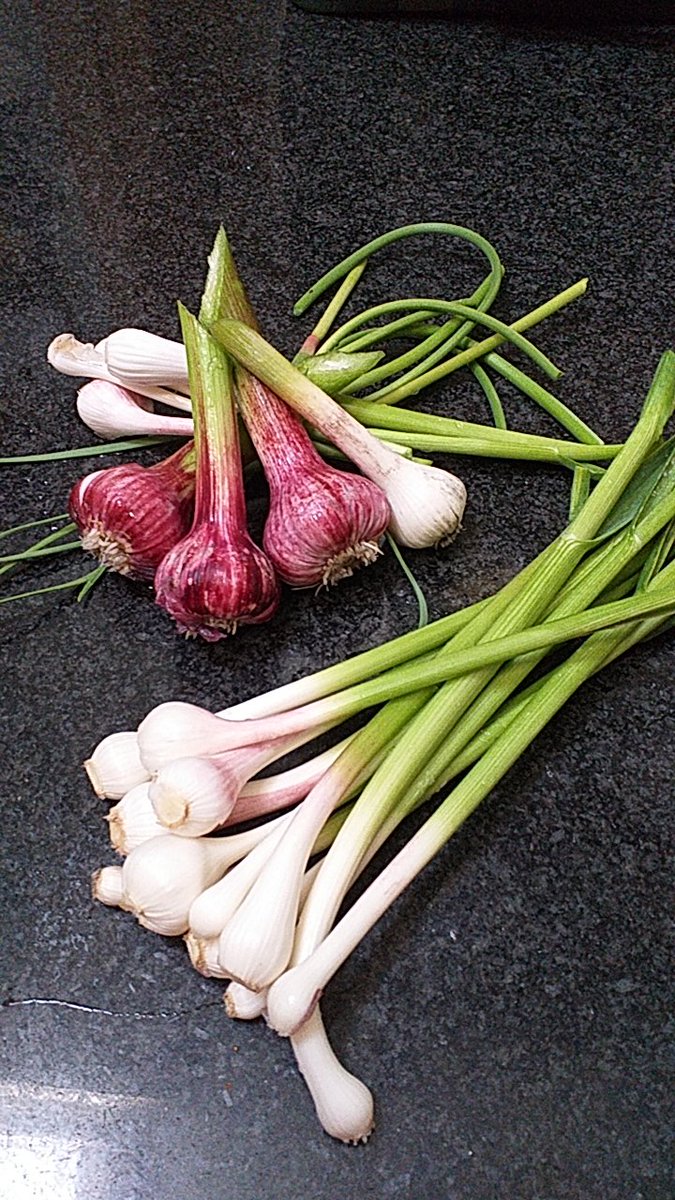 Fresh garlic ideal with omelette, rice or stews