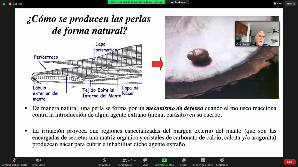 CCMarUleam's tweet photo. Que sabes de las perlas? https://t.co/QWFAbu0Juk