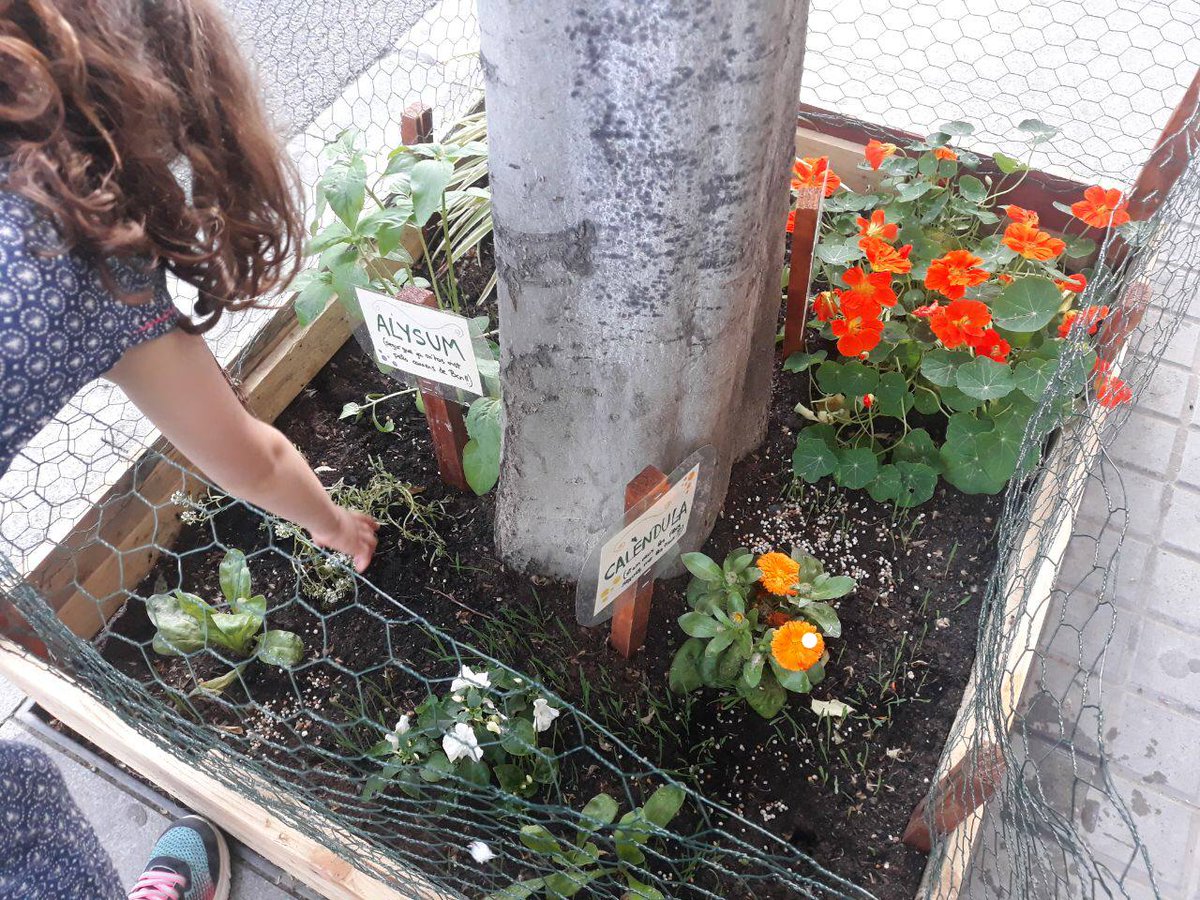 Com es planta un eskocell? T'ho expliquem!
eskocells.blogspot.com/2021/06/com-es…