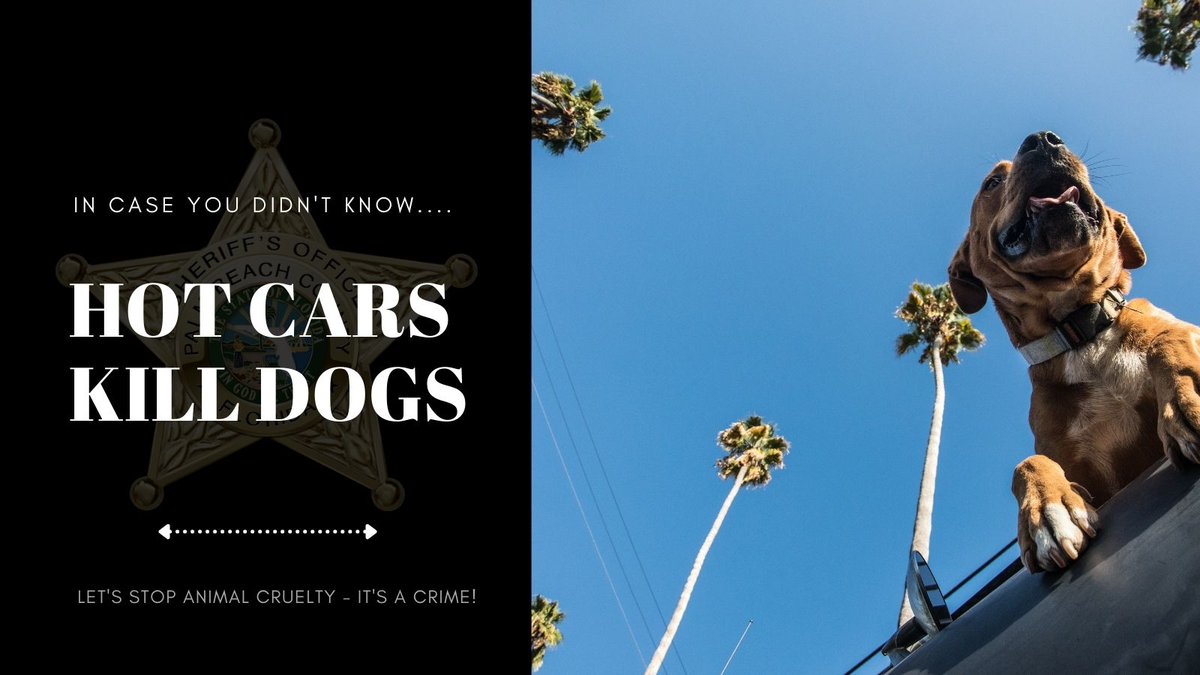PBCountySheriff's tweet photo. The summer is coming and temperatures are rising. In only minutes your pet can suffer heatstroke. In case you didn't know, leaving pets inside a parked car is considered animal cruelty in Florida.
If you see a dog alone in a vehicle, call 911 immediately.#HotCarsKillDogs https://t.co/U2tsHkN1DW