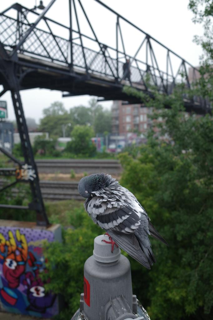 vgedris's tweet photo. Wallace Bridge groomer. #pigeon #railpath #jtriangle https://t.co/mIEOBGZRcV