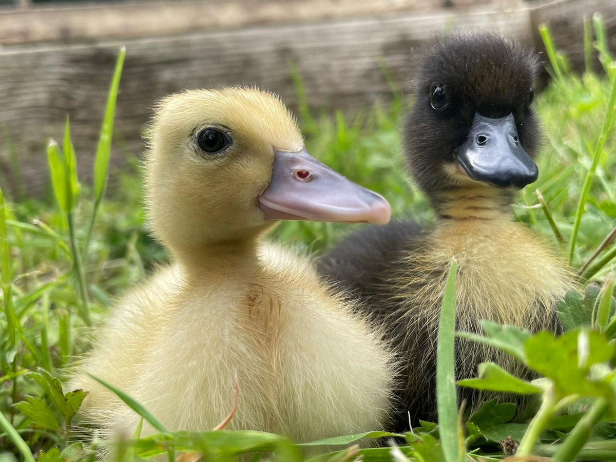 KESPreparatory's tweet photo. #StroudY2 Farm Club had gorgeous fluffy visitors this week from Romsey's Emer Farm. Week old ducklings, which have been named Butter, Marmite and Toast! 🐣🐥 #stroudlife #stroudfarm #stroudyear2 https://t.co/N2m7fE3S3y