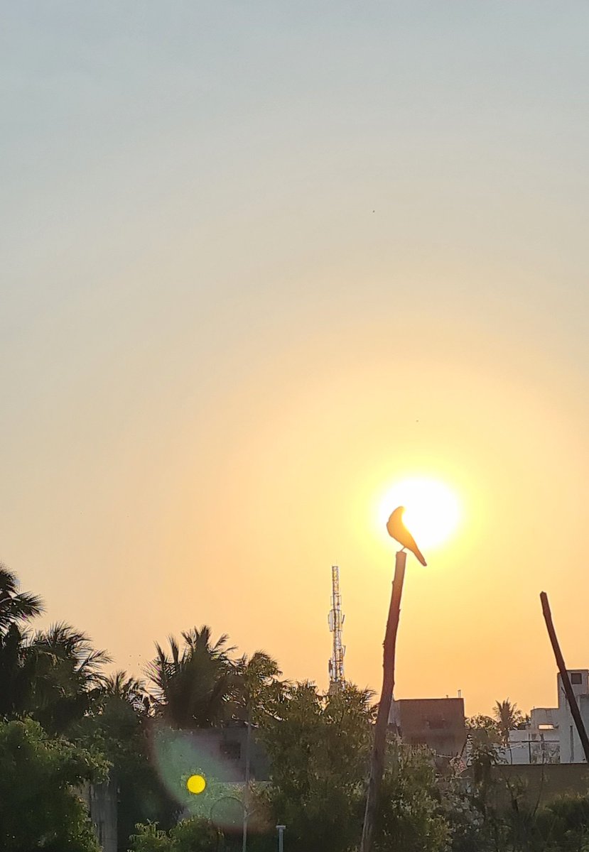 Hey I have been waiting for you, click me pls... said the.. #birdpose #eveningclicks #birdwatching #terraceshots #samsungs20 #anbuclicks #sunset #chennaibirds #chennai #nofilter #truecolor