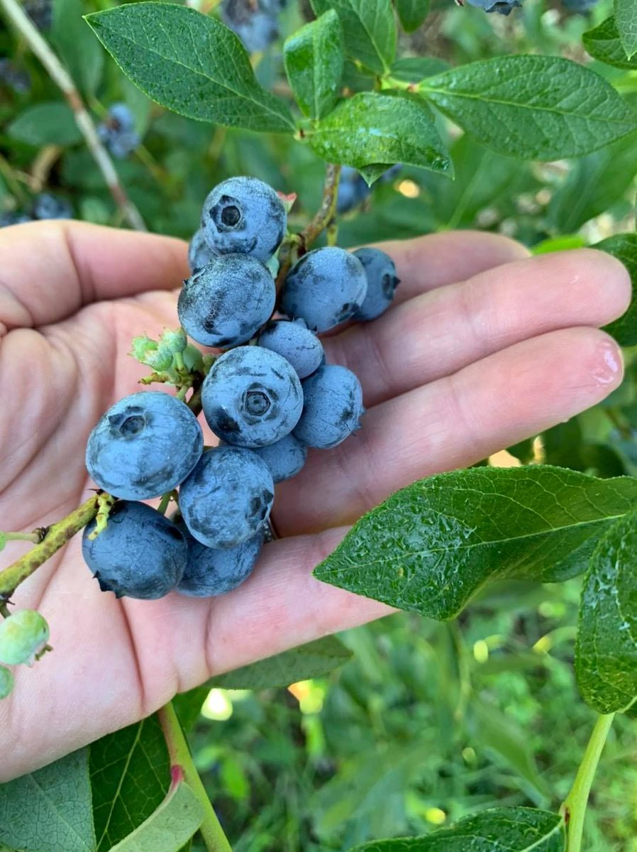 La Bleuetière Asselin se joint à la famille Terroir &amp; Saveurs! 
Vous y retrouverez une aire de jeux pour les tout petits, vous pourrez y faire l'autocueillette et pour clore, vous pourrez repartir avec leurs délicieux produits maison!
Pour plus d'infos: buff.ly/3g2o9nR