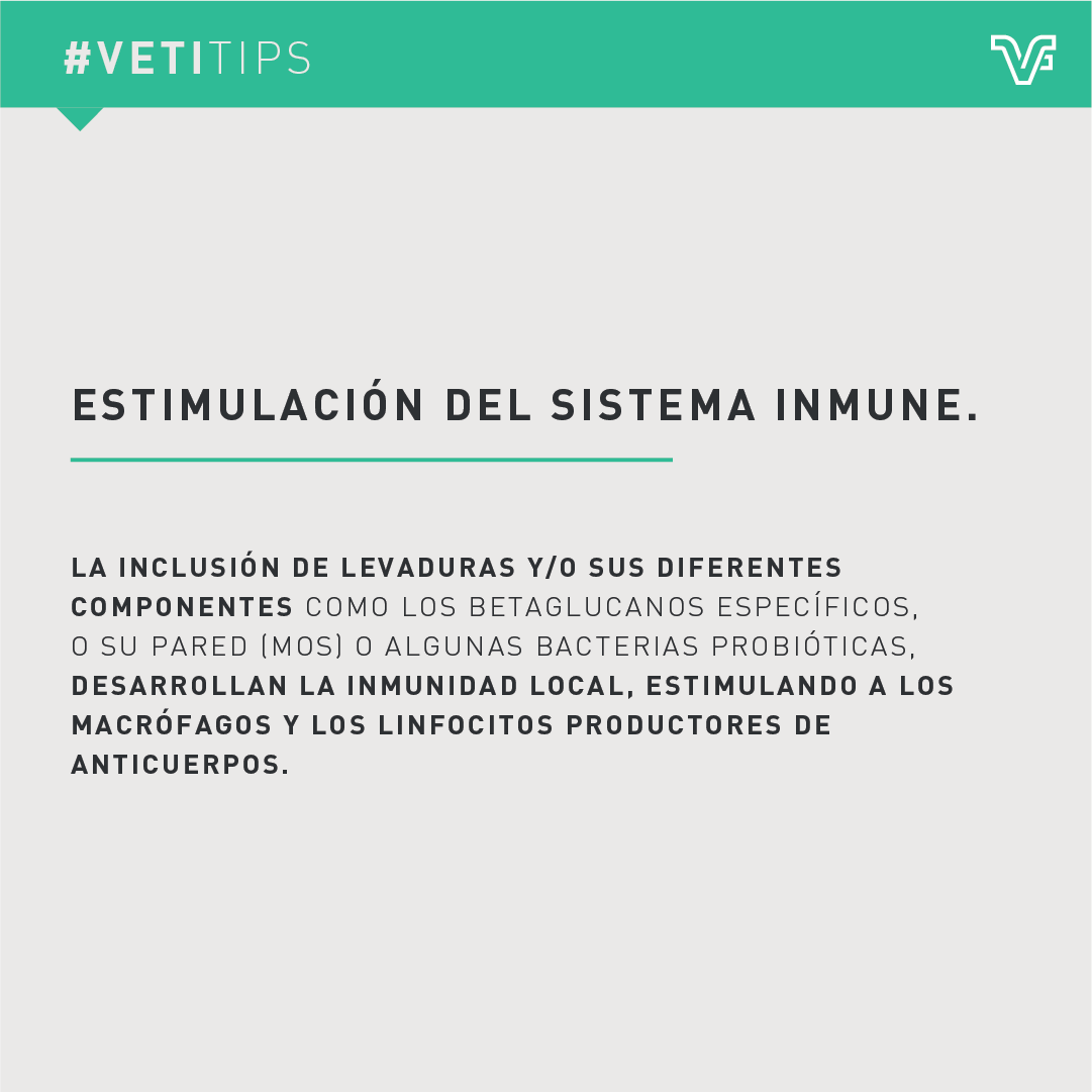 vetifarma's tweet photo. #VetiTips – Medidas para mejorar la salud intestinal
Dada la prohibición del uso de antibióticos se debe trabajar en salud intestinal, logrando un equilibrio de la flora que evite el desarrollo de patógenos en el aparato digestivo, https://t.co/junRAKdorc