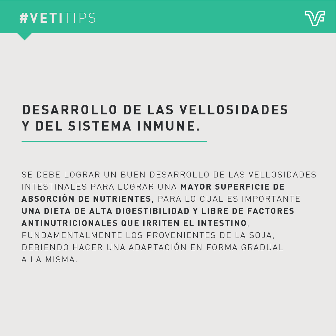 vetifarma's tweet photo. #VetiTips – Medidas para mejorar la salud intestinal
Dada la prohibición del uso de antibióticos se debe trabajar en salud intestinal, logrando un equilibrio de la flora que evite el desarrollo de patógenos en el aparato digestivo, https://t.co/junRAKdorc